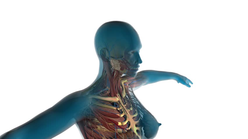 Clipart - Male body silhouette Clipart - Male body silhouette