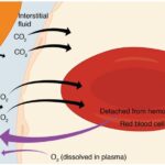 Internal Help Desk Ticketing System For Efficient Support