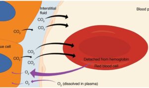 Internal Help Desk Ticketing System For Efficient Support Internal Help Desk Ticketing System For Efficient Support
