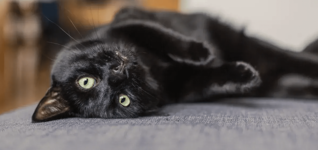 Crne mačke i Noć vještica: zaštita, mitovi i odgovorno udomljavanje u ... Crne mačke i Noć vještica: zaštita, mitovi i odgovorno udomljavanje u ...